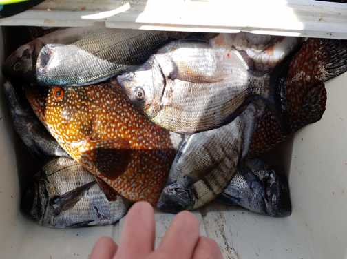 curso pesca submarina avanzado vigo mejorar rendimiento