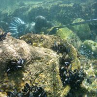 ENAPNEA SE CONVIERTE EN LA PRIMERA ESCUELA DE PESCA SUBMARINA DE ESPAÑA