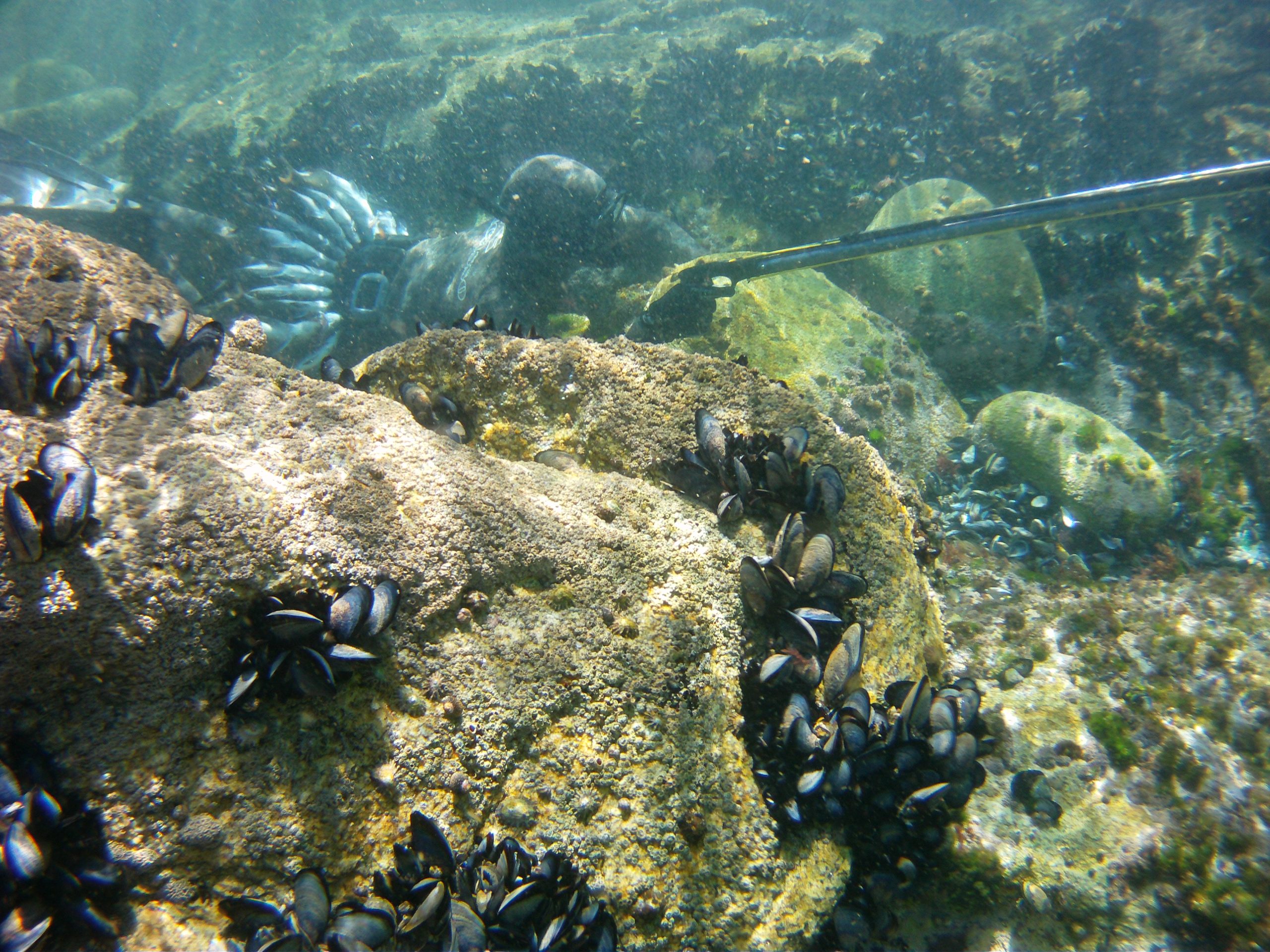 curso perfeccionamiento pesca submarina nivel avanzado