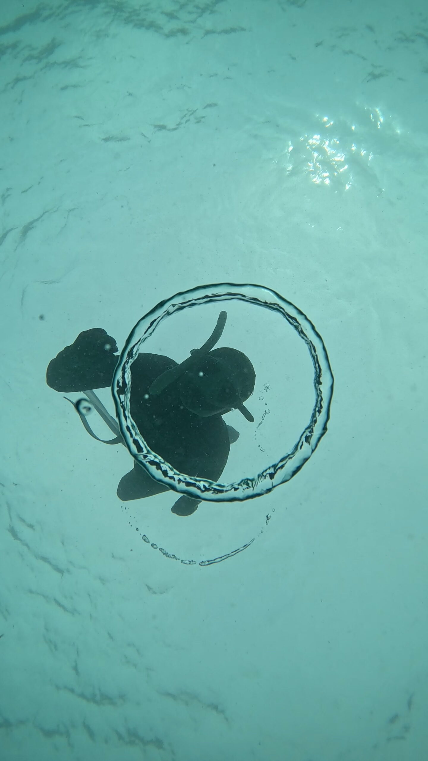 Cursos de Apnea